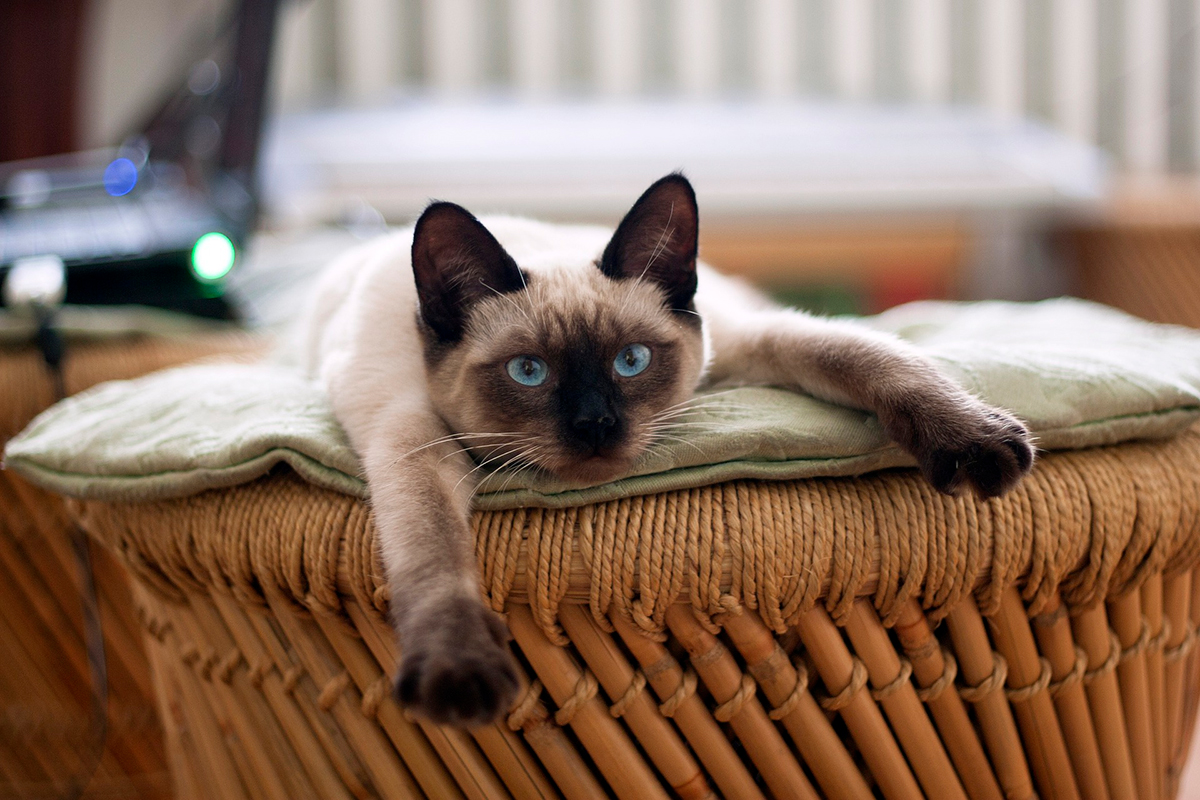 gato siames descansando