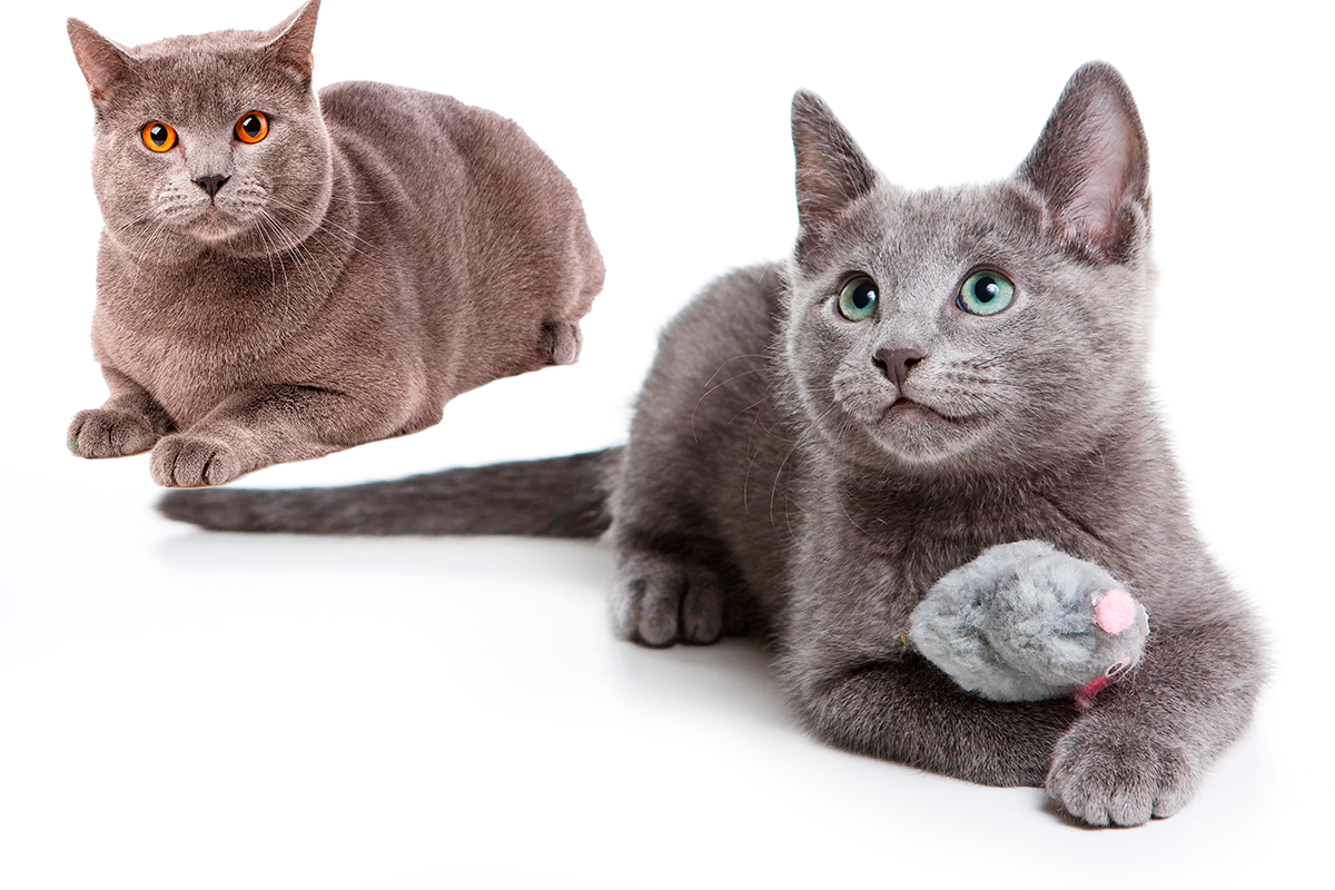 gatos