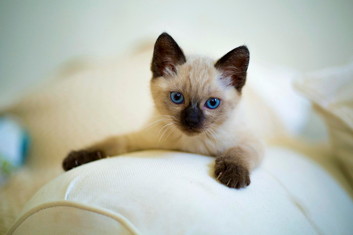 gatito en el sofa
