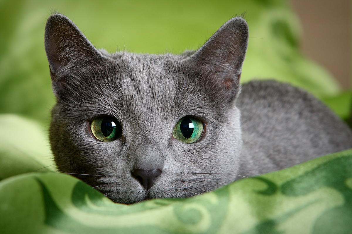 gato azul ruso
