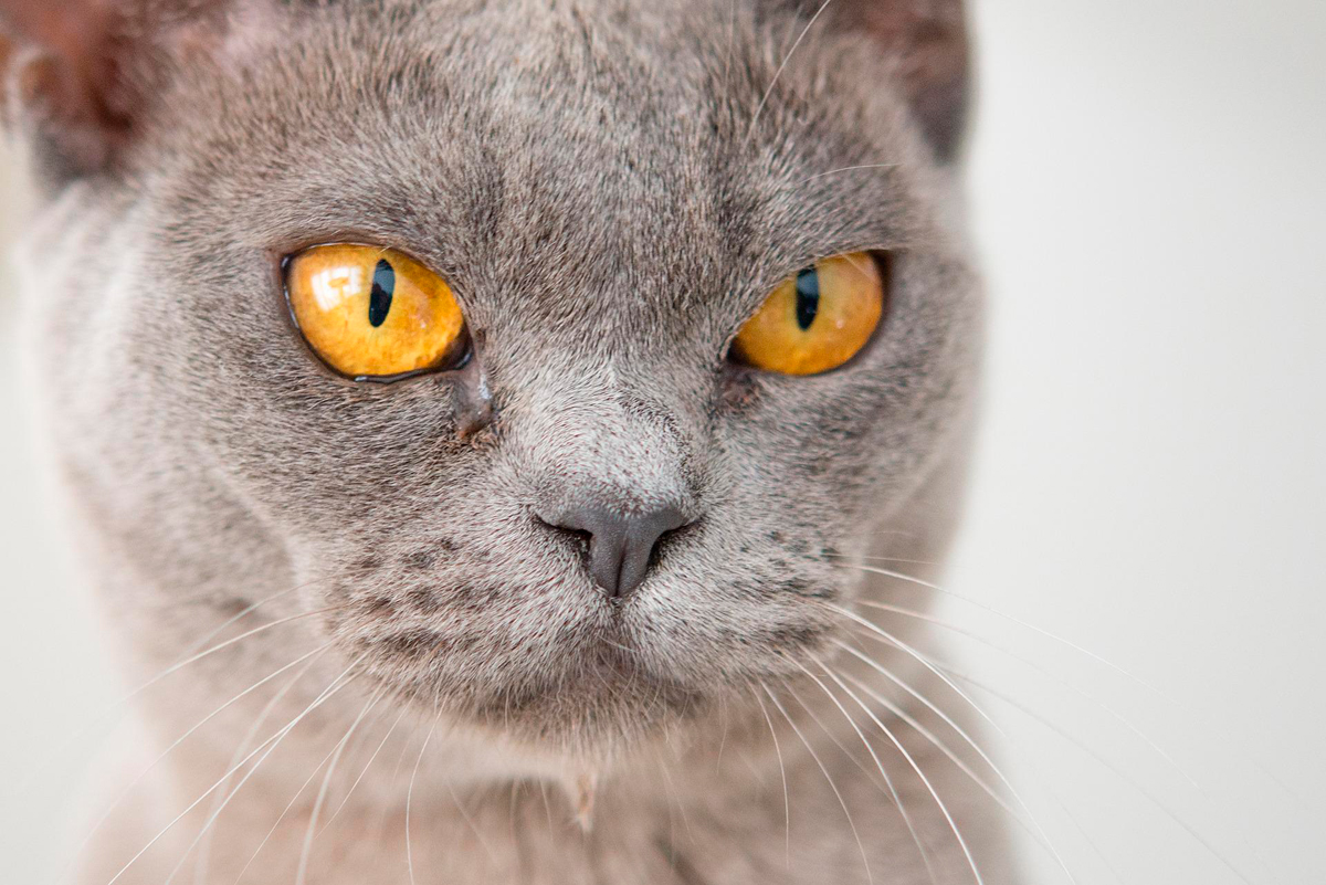 gato enfadado