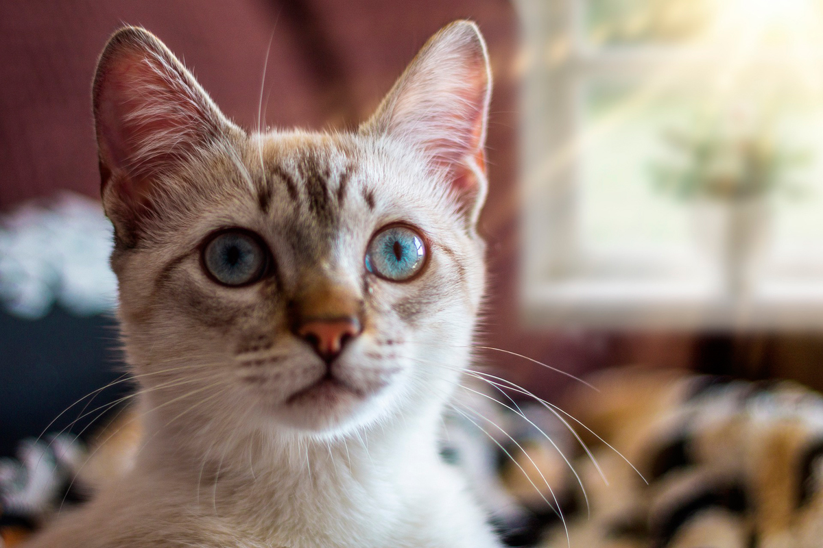 gato listo