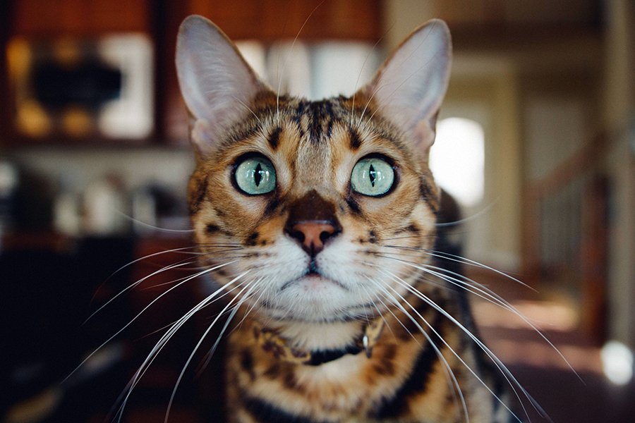 gato