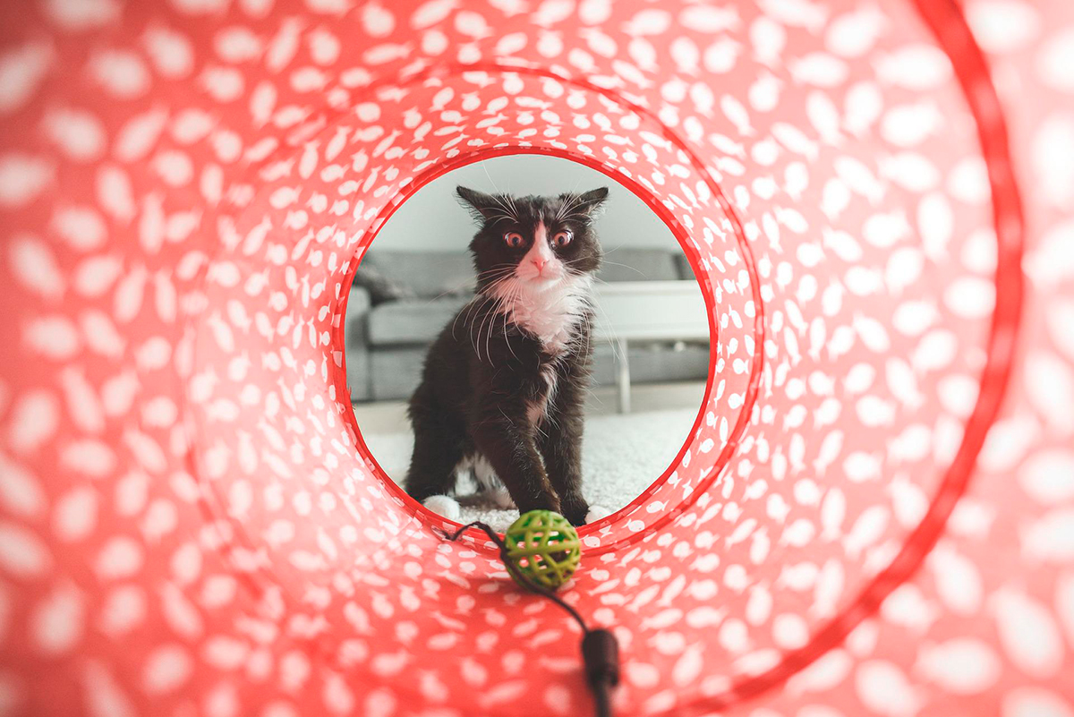 juegos para gatos