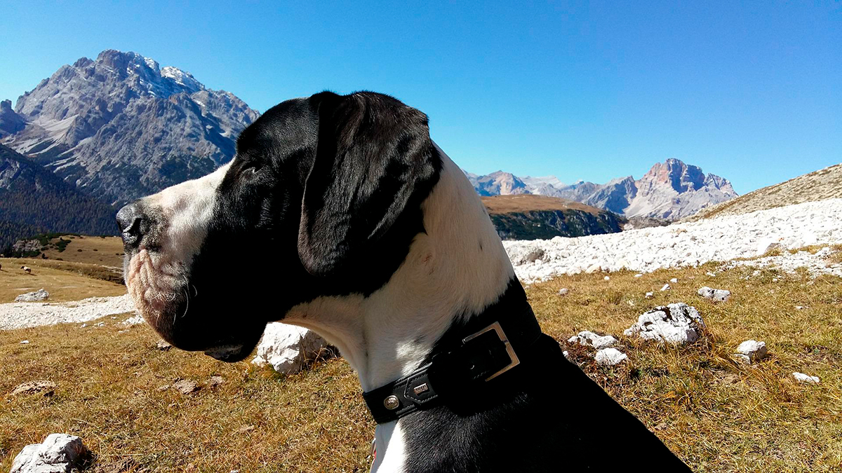 perro gran danes