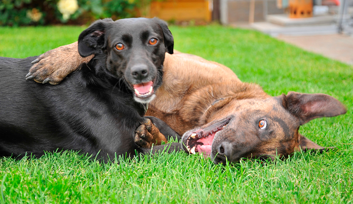 perros jugando