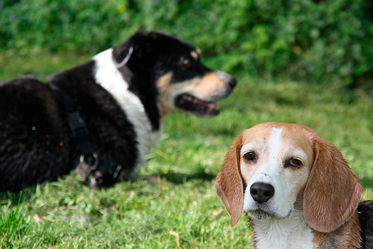 presentar dos perros en espacio abierto presentar dos perros en espacio abierto