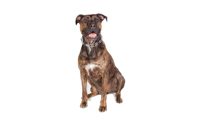 Perro Alano espanol