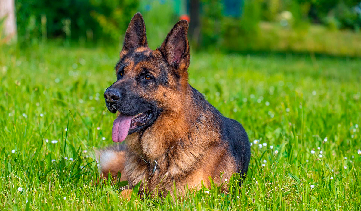Perro pastor aleman