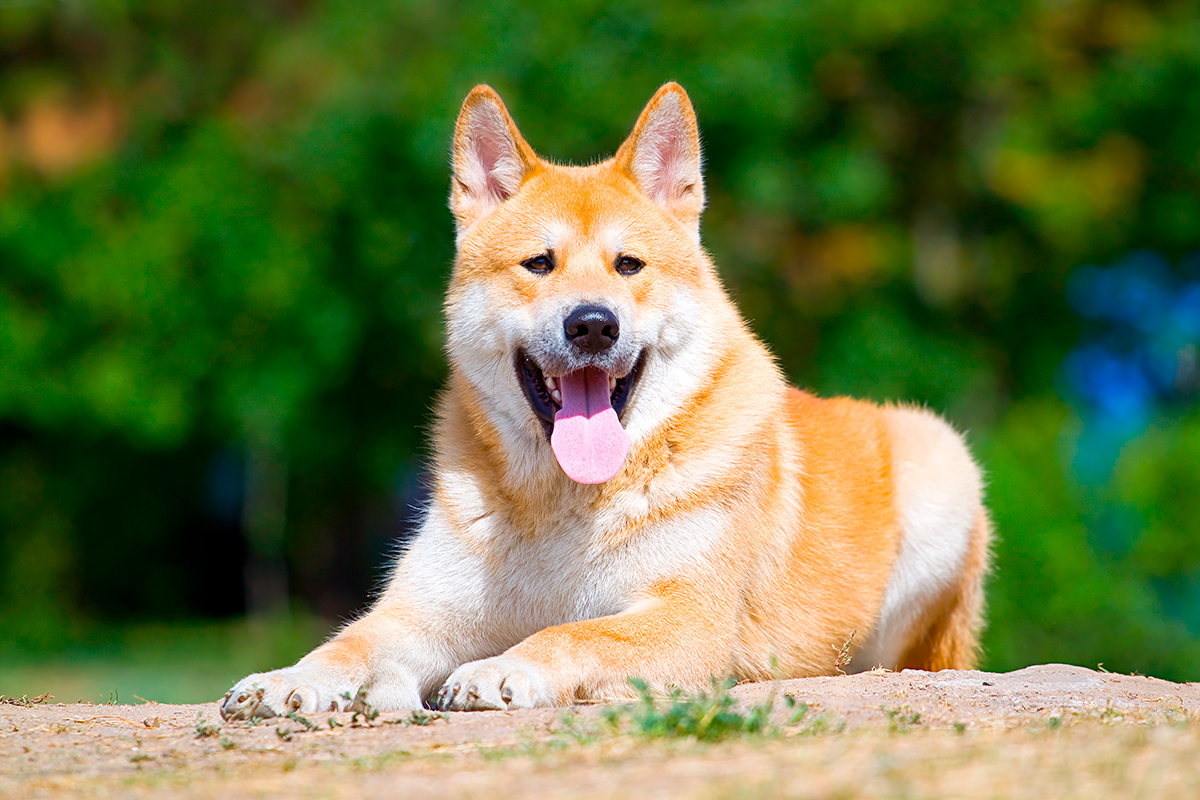 perro akina inu