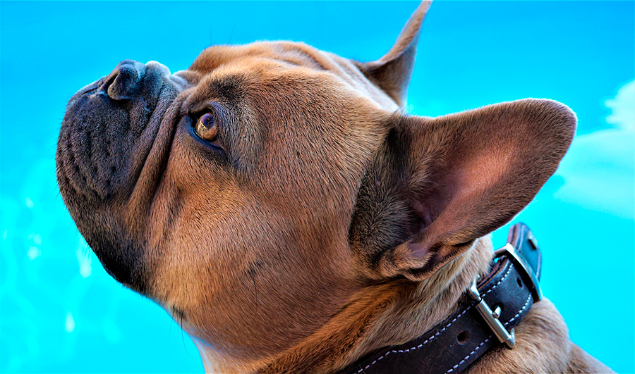 perro bulldog frances