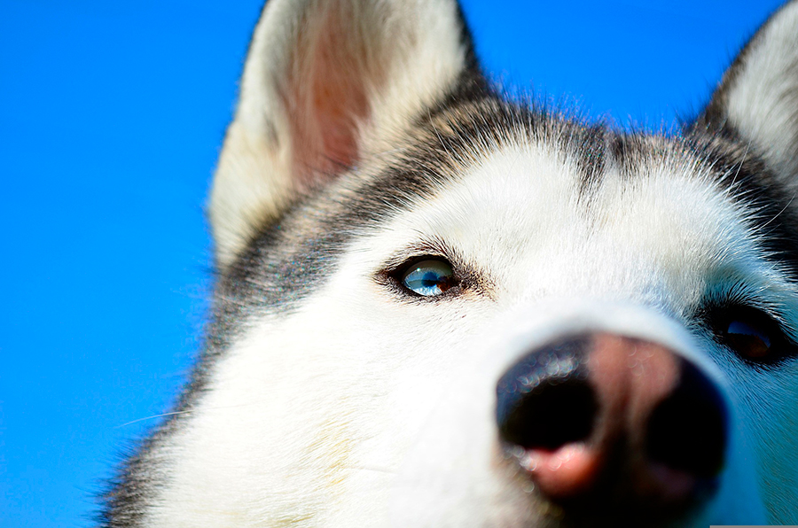 raza husky siberiano