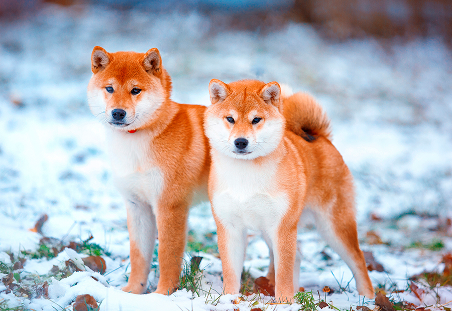 shiba inu shiba inu