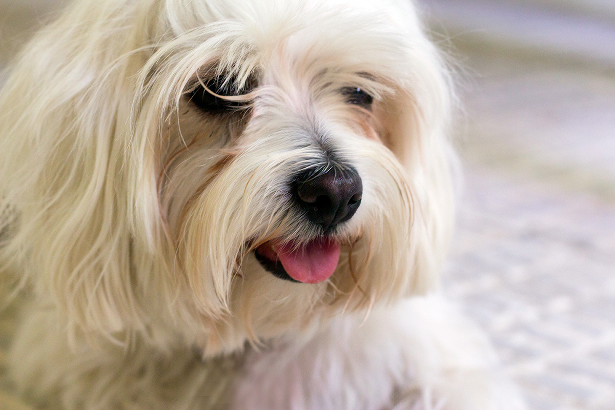 Historia del Bichon Maltes