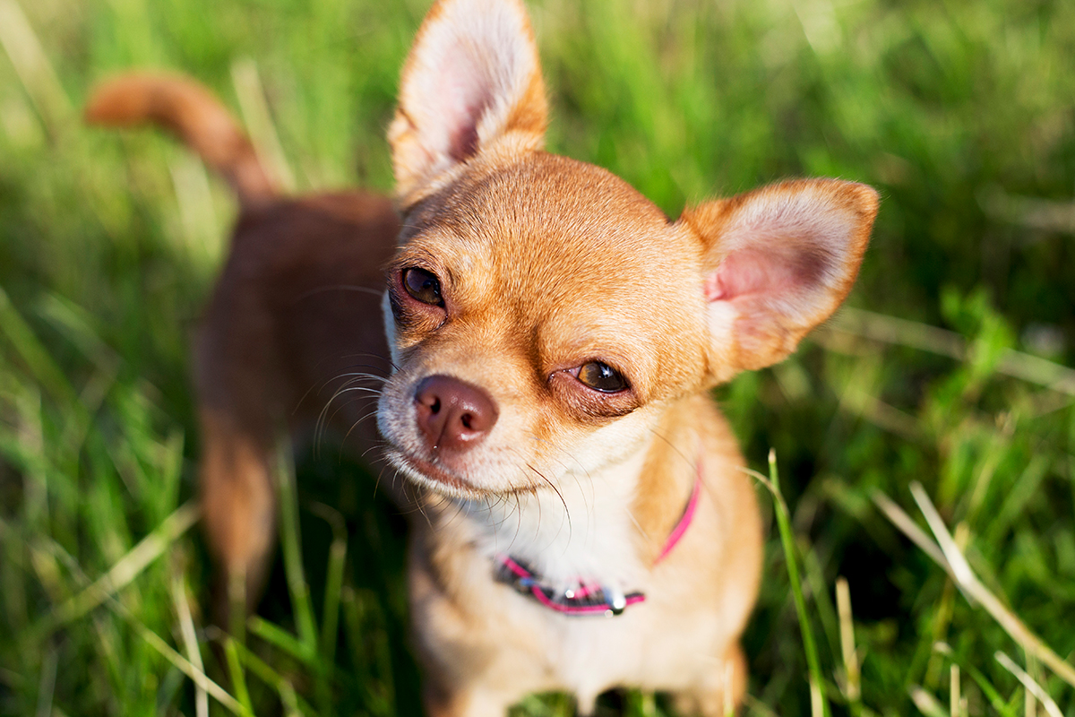 historia de la raza chihuahua historia de la raza chihuahua