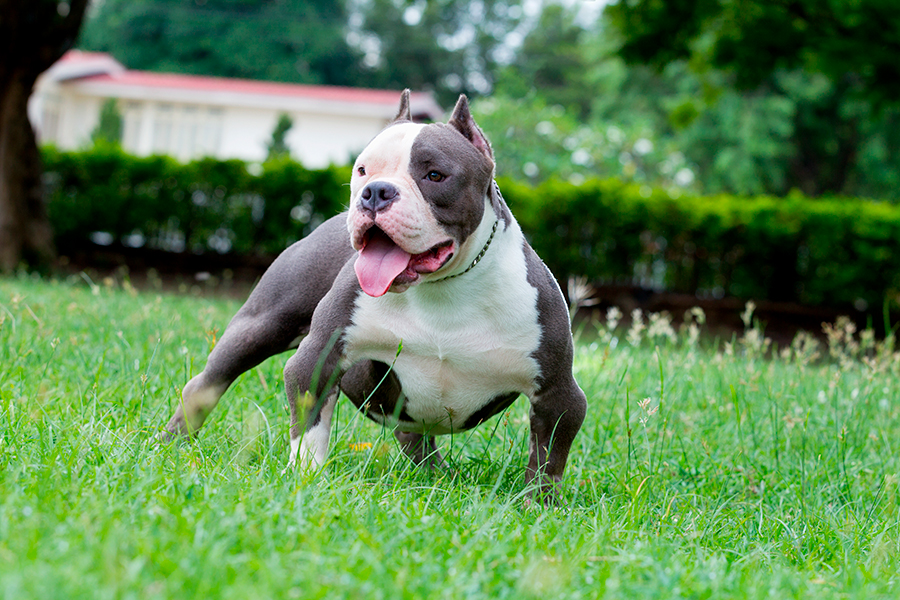 bulldog americano
