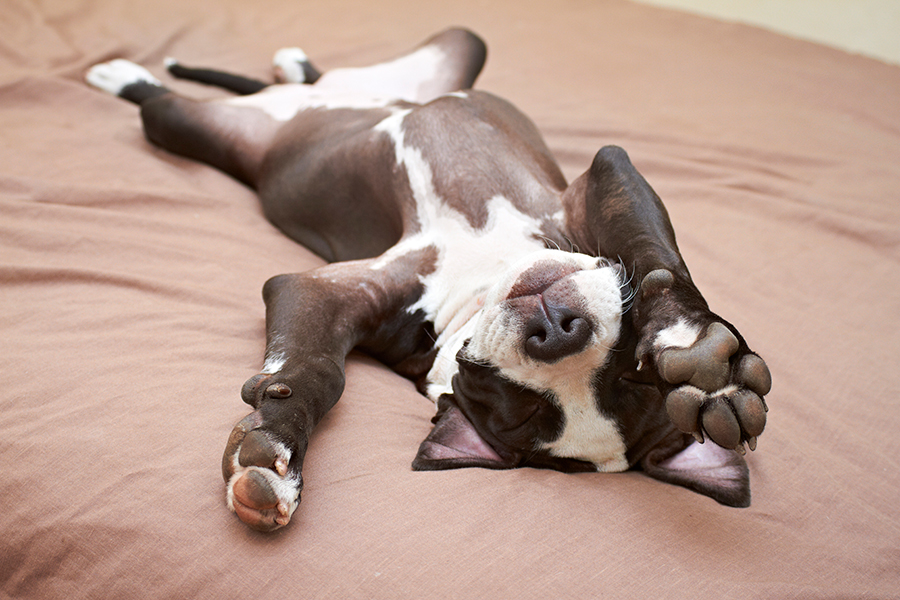 cachorro de American Pit Bull Terrier