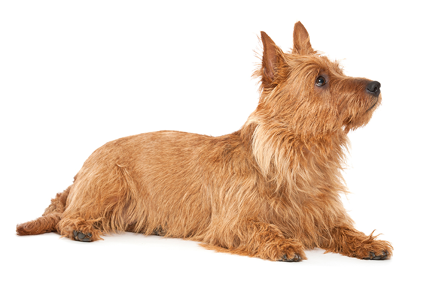 ejemplar de terrier australiano