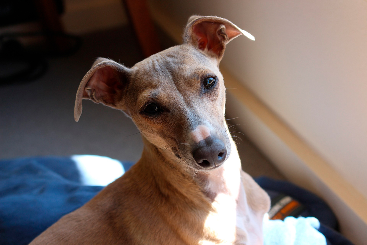 galgo italiano galgo italiano
