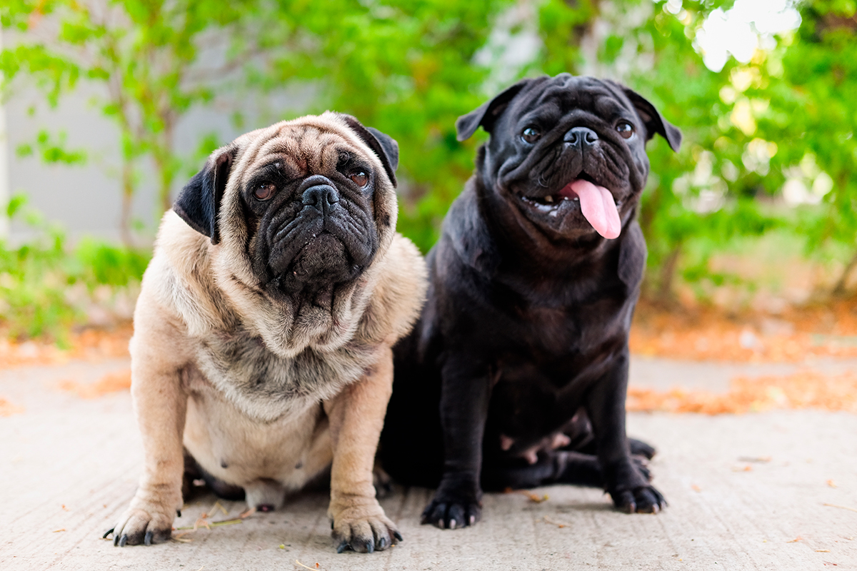 historia de la raza PUG historia de la raza PUG