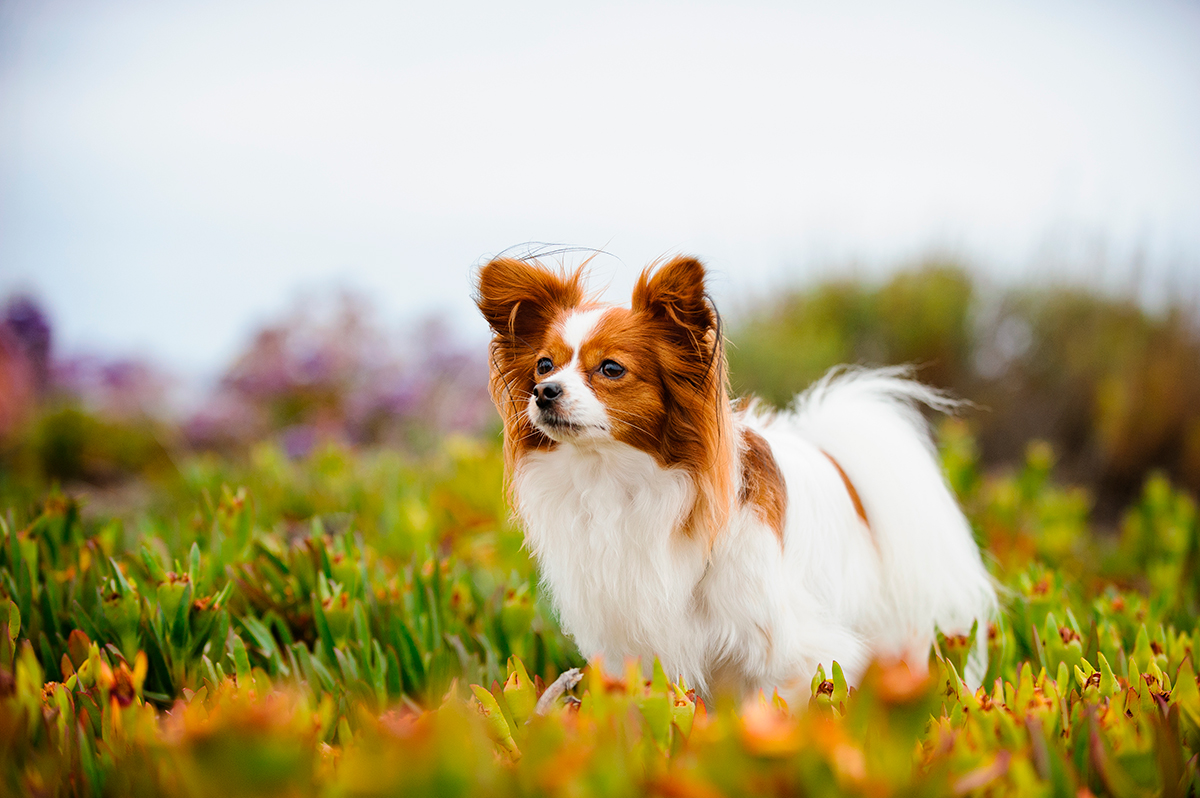 historia de la raza Papillon historia de la raza Papillon