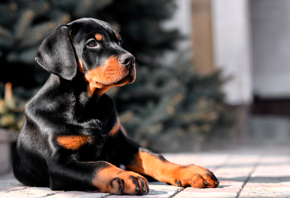 origen de la raza Doberman origen de la raza Doberman