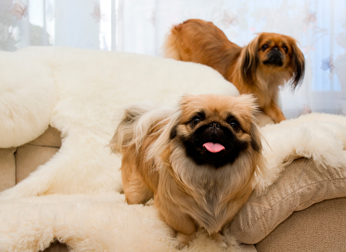 origen de la raza Pekines