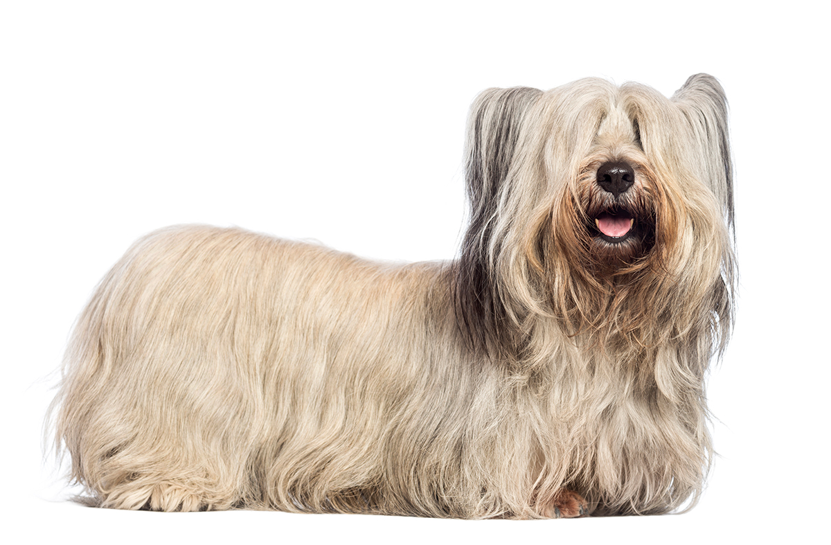 origen de la raza Skye terrier