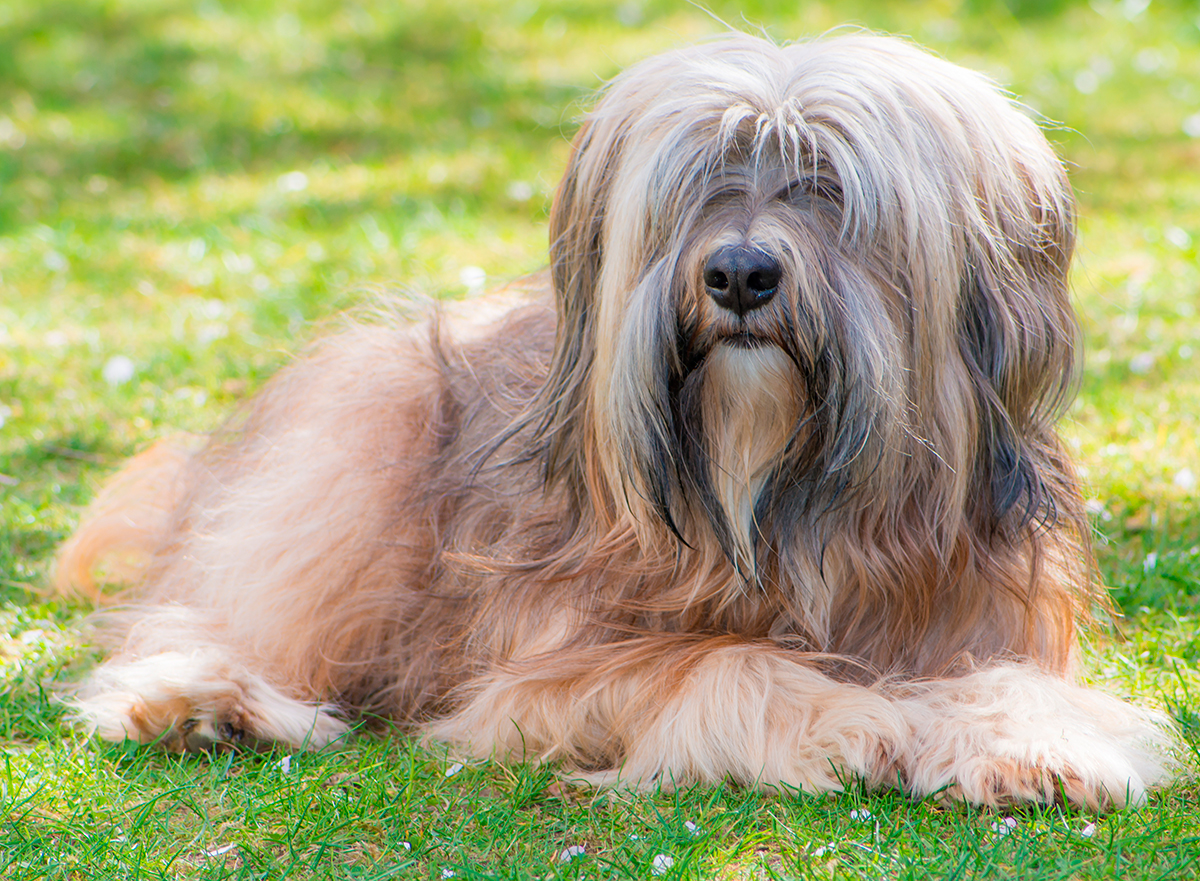 origen de la raza Terrier Tibetano origen de la raza Terrier Tibetano