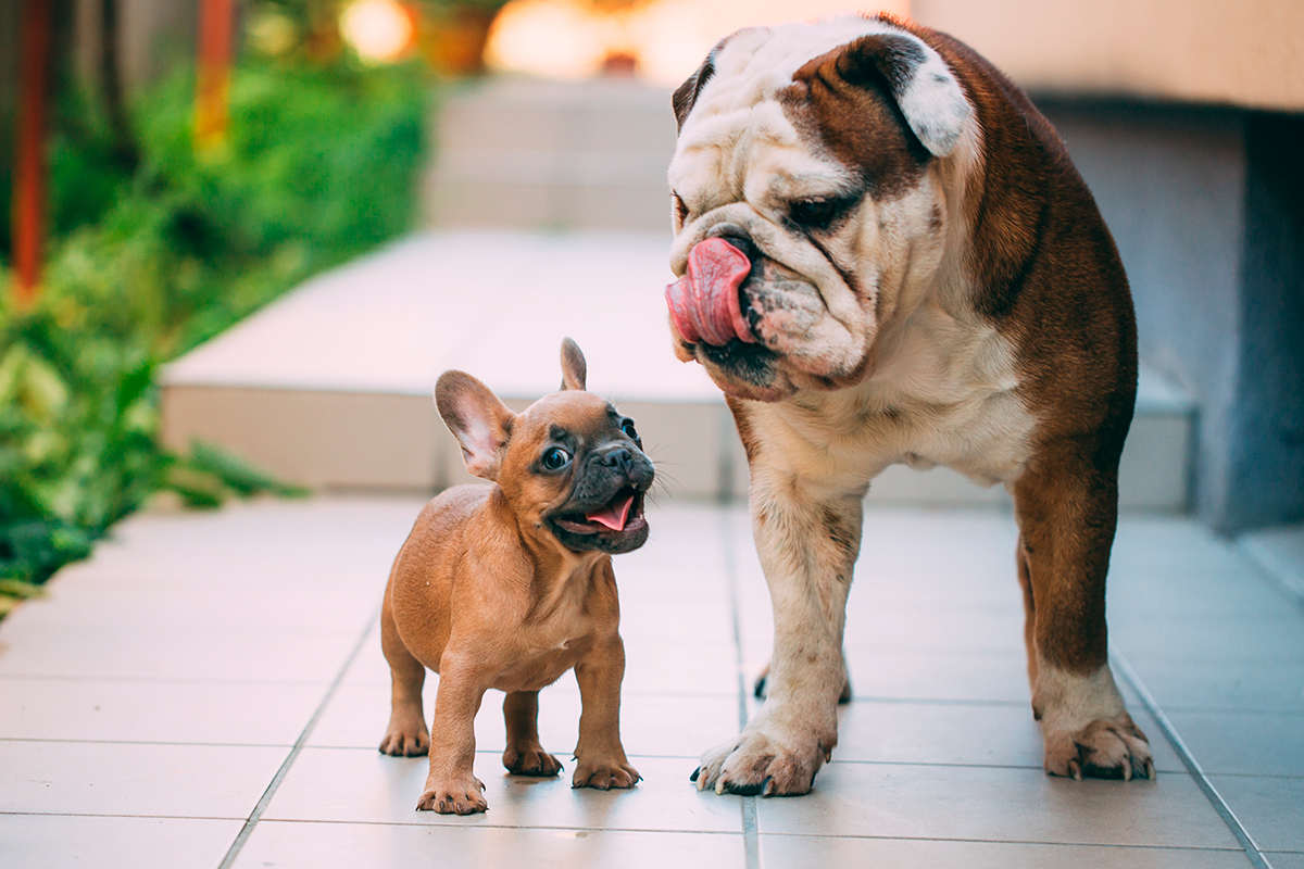 origen de la raza bulldog ingles