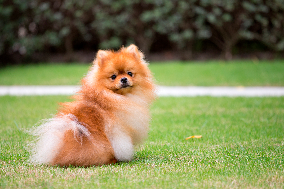 origen de la raza pomerania origen de la raza pomerania