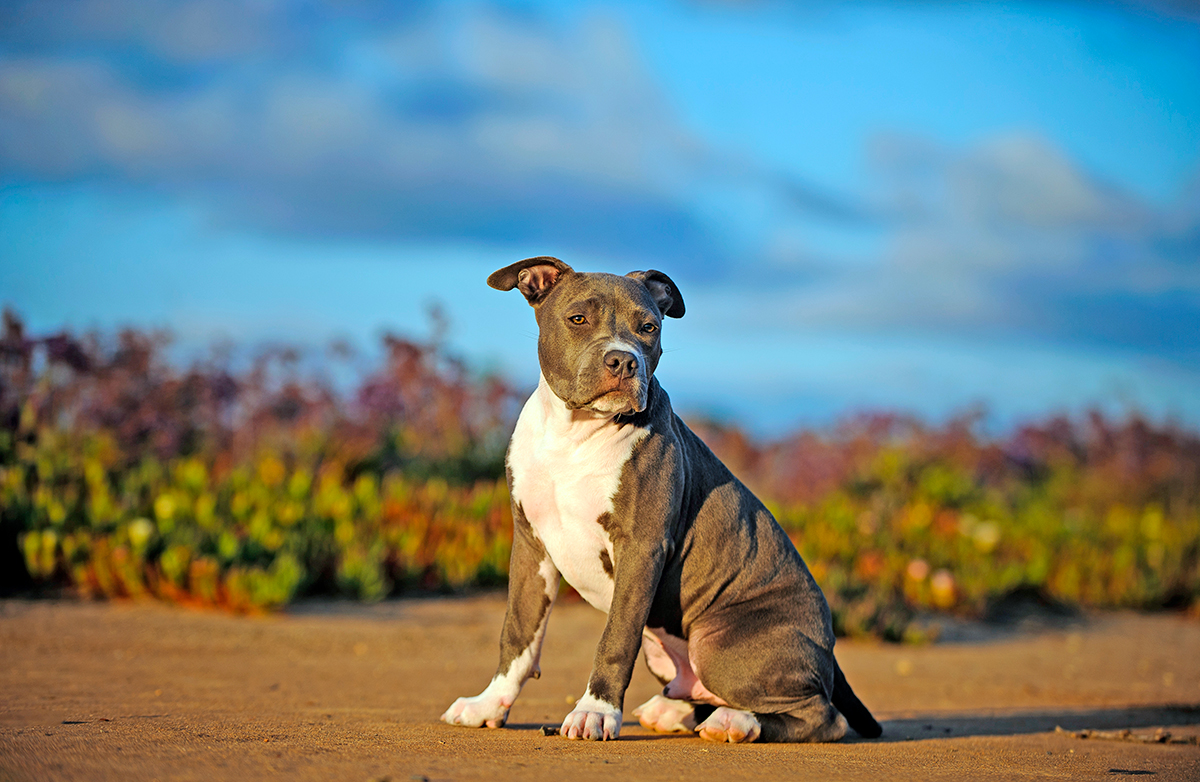 origen del American Pit Bull Terrier origen del American Pit Bull Terrier