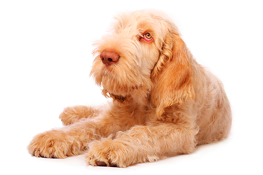 ejemplar de Spinone italiano