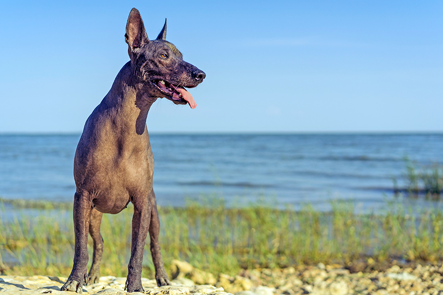 ejemplar de Xoloitzcuintle