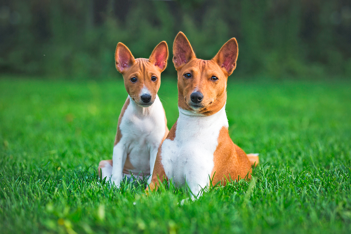 historia de la raza basenji historia de la raza basenji
