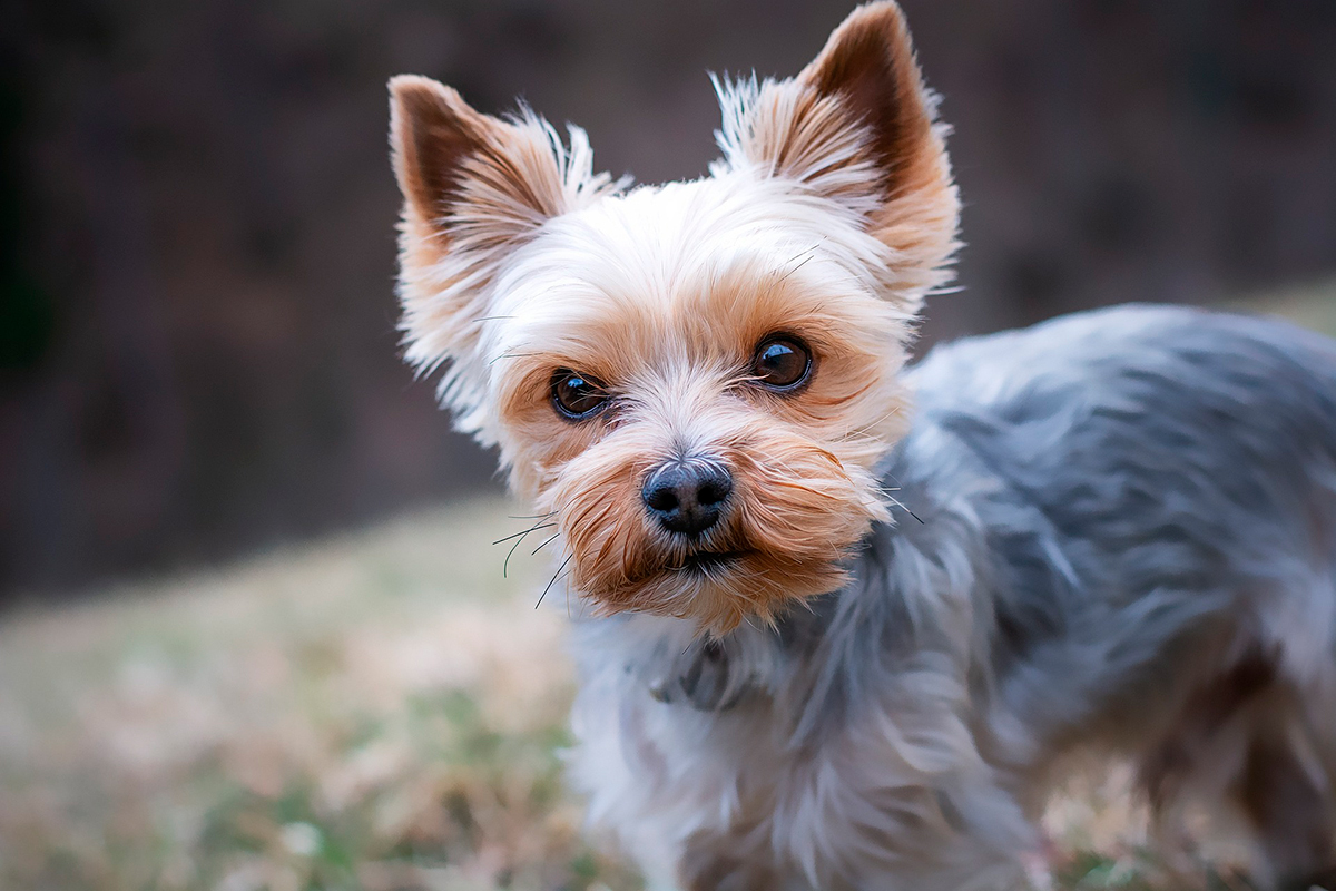 origen de la raza Yorkshire Terrier origen de la raza Yorkshire Terrier