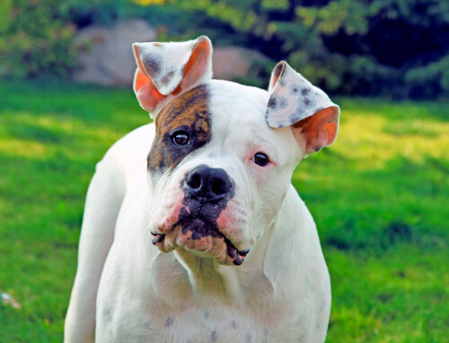 Tipos de bulldogs