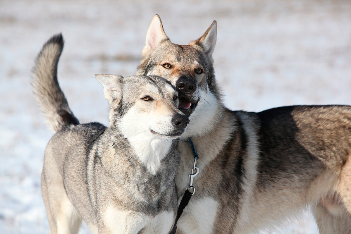 Origen del Perro lobo de Saaloos Origen del Perro lobo de Saaloos