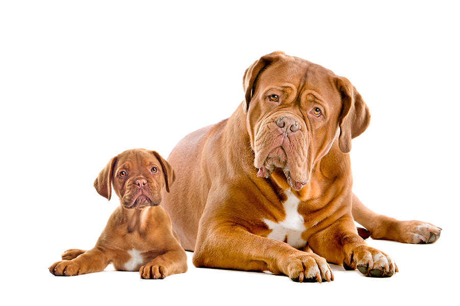 ejemplar adulto y cachorro de Dogo de Burdeos