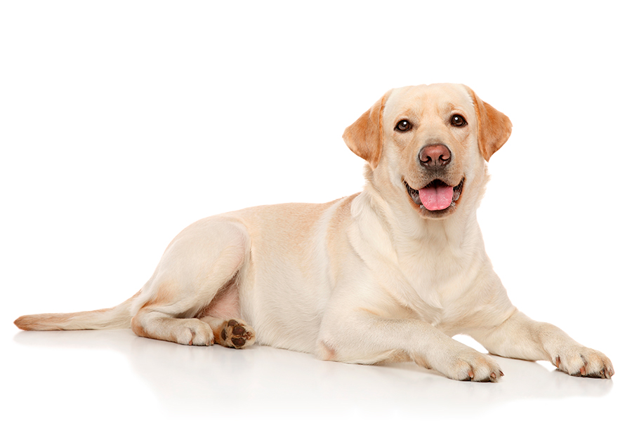 ejemplar de Labrador Retriever