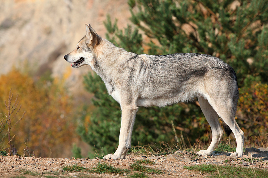 ejemplar de Perro lobo de Saaloos