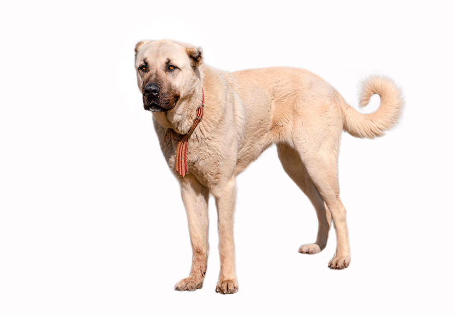 ejemplar de perro kangal
