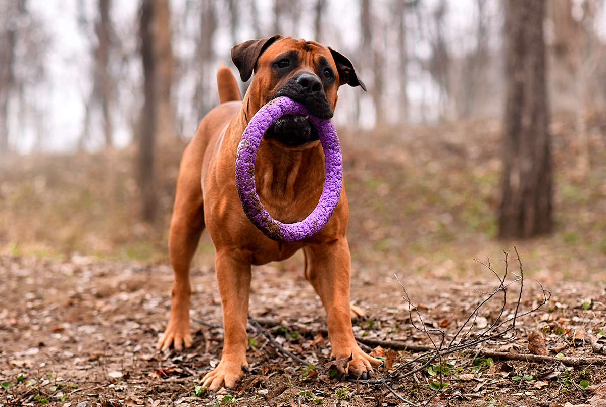 origen de la raza Boerboel origen de la raza Boerboel