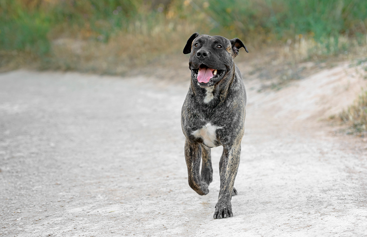 origen del Presa Canario origen del Presa Canario