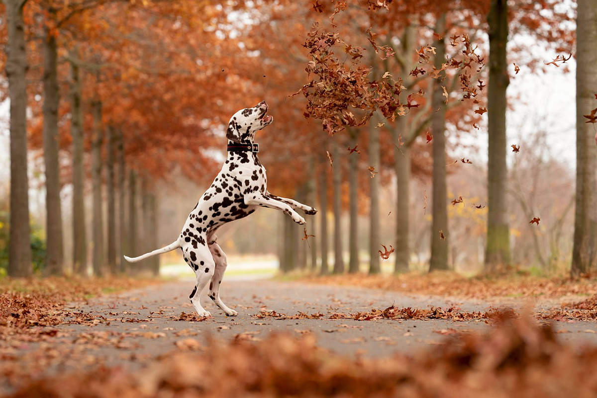 Dalmata Dalmata