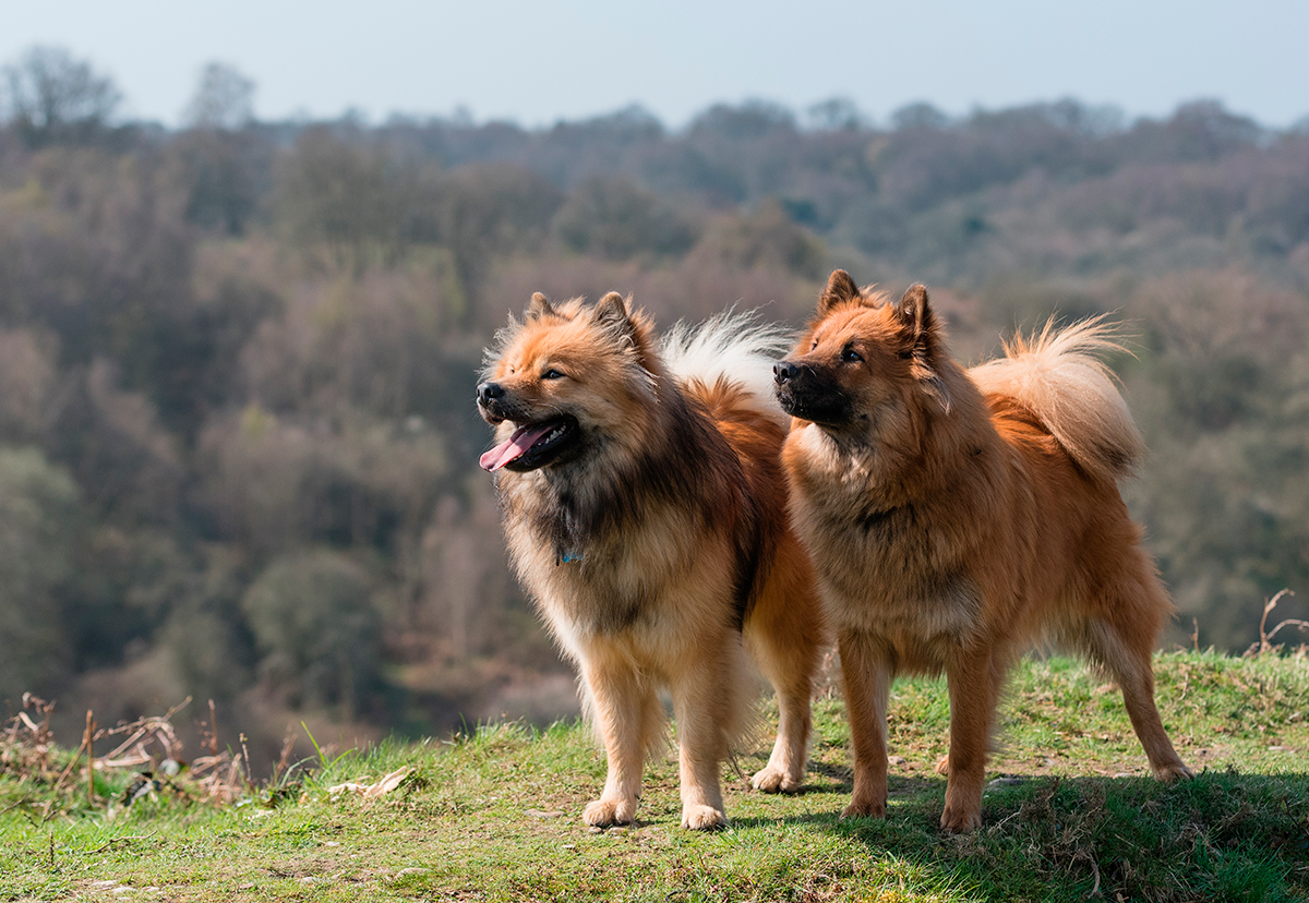 Historia de la raza Eurasier Historia de la raza Eurasier