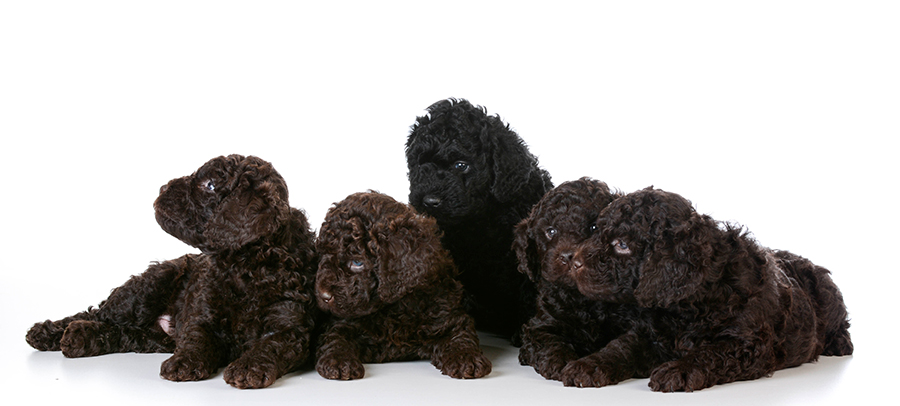 cachorros de perro de raza Barbet