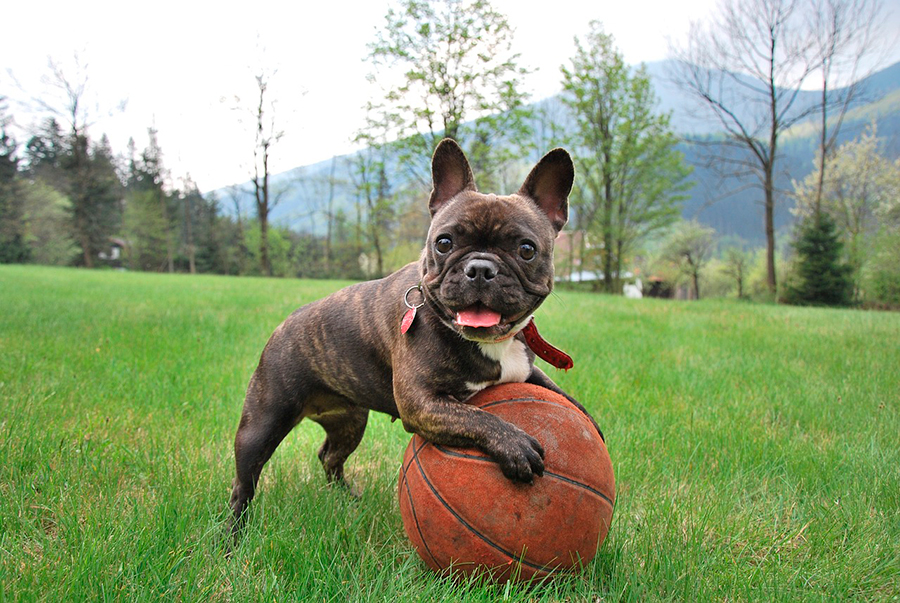 ejemplar de Bulldog Frances