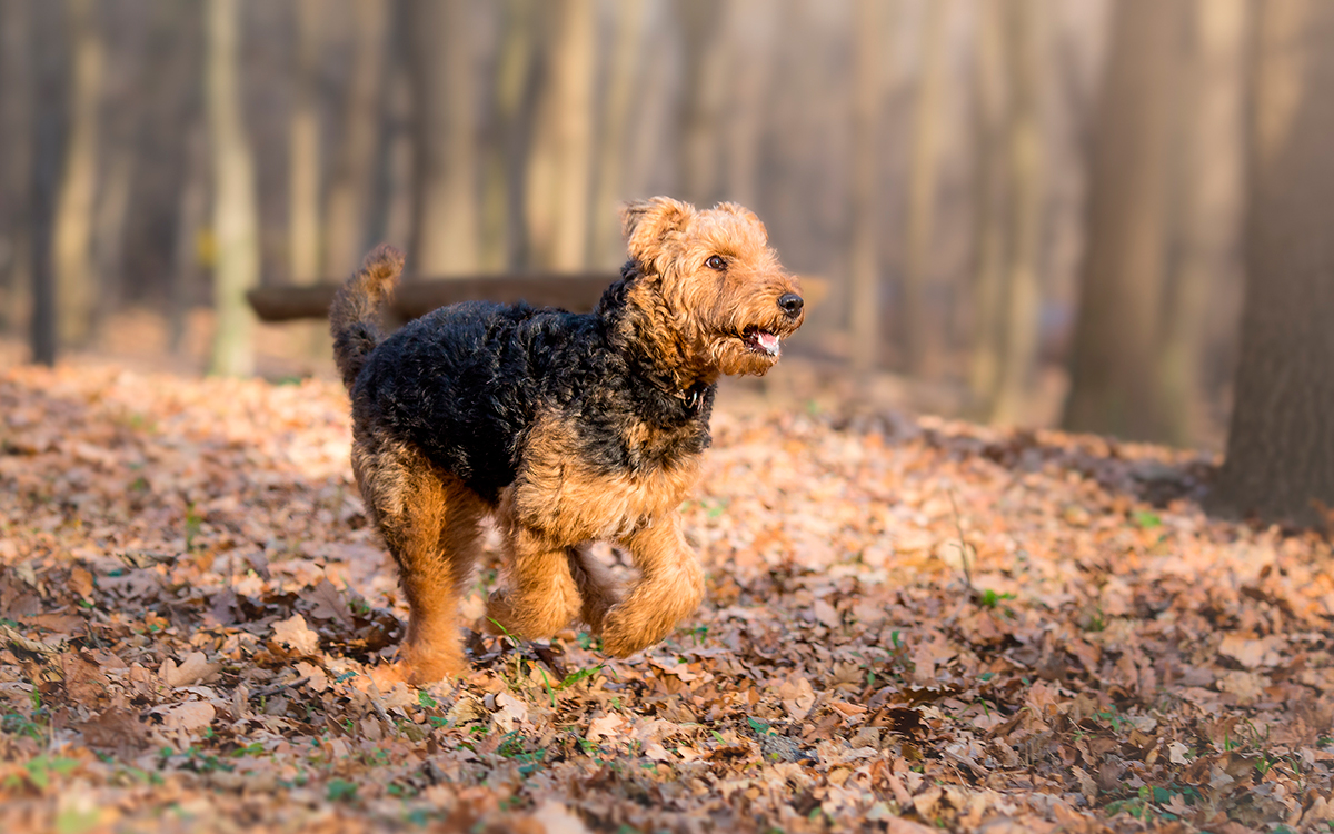 historia de la raza Airedale