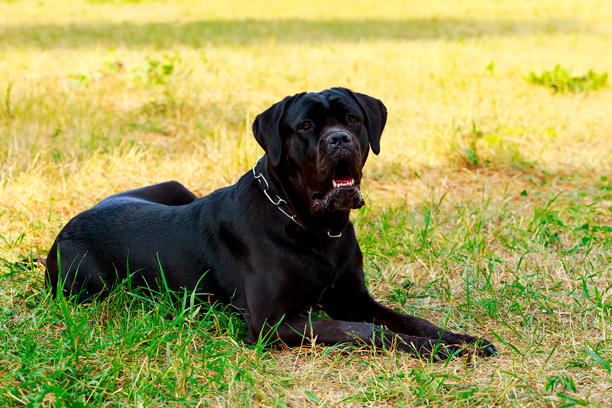 origen de la raza Cane Corso origen de la raza Cane Corso